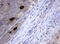 MAGE Family Member A3 antibody, LS-C175483, Lifespan Biosciences, Immunohistochemistry frozen image 