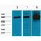 p65 antibody, LS-C387427, Lifespan Biosciences, Western Blot image 