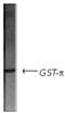 Glutathione S-Transferase Pi 1 antibody, ADI-MSA-102-E, Enzo Life Sciences, Western Blot image 