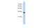 Complement C1q tumor necrosis factor-related protein 4 antibody, A17153, Boster Biological Technology, Western Blot image 