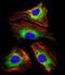 Regenerating Family Member 3 Gamma antibody, orb2883, Biorbyt, Immunofluorescence image 