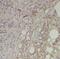 Proteasome Subunit Beta 6 antibody, FNab06875, FineTest, Immunohistochemistry frozen image 