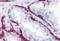 Bone Morphogenetic Protein 15 antibody, A01842-1, Boster Biological Technology, Immunohistochemistry paraffin image 