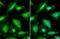 Annexin A1 antibody, GTX101070, GeneTex, Immunocytochemistry image 