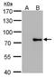 MX Dynamin Like GTPase 1 antibody, NBP2-43786, Novus Biologicals, Western Blot image 
