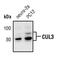 Cullin 3 antibody, PA5-17397, Invitrogen Antibodies, Western Blot image 