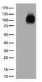 Prominin-1 antibody, TA813575S, Origene, Western Blot image 