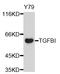 Transforming Growth Factor Beta Induced antibody, abx127114, Abbexa, Western Blot image 