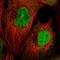 Q62189 antibody, NBP2-33465, Novus Biologicals, Immunofluorescence image 