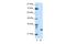 Sin3A Associated Protein 30 antibody, A06526, Boster Biological Technology, Western Blot image 