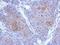 Protocadherin 10 antibody, GTX117862, GeneTex, Immunohistochemistry paraffin image 