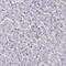 Coiled-Coil Domain Containing 97 antibody, PA5-60422, Invitrogen Antibodies, Immunohistochemistry frozen image 