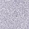 CCDC97 antibody, PA5-60422, Invitrogen Antibodies, Immunohistochemistry frozen image 