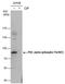 Protein Kinase C Alpha antibody, PA5-78125, Invitrogen Antibodies, Western Blot image 