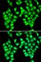 Atonal BHLH Transcription Factor 1 antibody, LS-C334778, Lifespan Biosciences, Immunofluorescence image 
