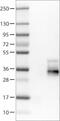 Tetraspanin 7 antibody, NBP2-52894, Novus Biologicals, Western Blot image 