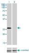 Mediator Complex Subunit 7 antibody, H00009443-M01, Novus Biologicals, Western Blot image 
