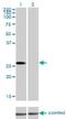 RNA polymerase transcriptional regulation mediator subunit 7 homolog antibody, H00009443-M01, Novus Biologicals, Western Blot image 