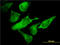 Eukaryotic Translation Initiation Factor 2 Subunit Alpha antibody, LS-C197117, Lifespan Biosciences, Immunofluorescence image 