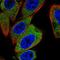 TCblR antibody, HPA073489, Atlas Antibodies, Immunofluorescence image 