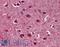 Myelin Associated Glycoprotein antibody, LS-B6112, Lifespan Biosciences, Immunohistochemistry paraffin image 