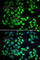 WD Repeat Domain 77 antibody, A7134, ABclonal Technology, Immunofluorescence image 