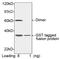 GST antibody, LS-C51094, Lifespan Biosciences, Western Blot image 