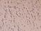 Protocadherin 18 antibody, 200623-T08, Sino Biological, Immunohistochemistry paraffin image 