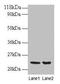 Peroxiredoxin 1 antibody, CSB-PA01165A0Rb, Cusabio, Western Blot image 