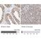 Splicing Factor 3a Subunit 3 antibody, NBP2-38200, Novus Biologicals, Immunohistochemistry paraffin image 