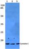 Cystatin C antibody, PA5-75475, Invitrogen Antibodies, Western Blot image 