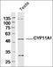 Mediator Complex Subunit 17 antibody, orb156454, Biorbyt, Western Blot image 