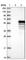 Coenzyme Q8B antibody, HPA027229, Atlas Antibodies, Western Blot image 