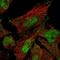 Uncharacterized protein C9orf66 antibody, NBP1-93886, Novus Biologicals, Immunofluorescence image 