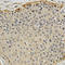 Proteasome Subunit Beta 9 antibody, LS-C331680, Lifespan Biosciences, Immunohistochemistry frozen image 