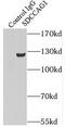 Nuclear Export Mediator Factor antibody, FNab07663, FineTest, Immunoprecipitation image 