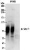 Solute Carrier Family 7 Member 1 antibody, NBP2-32271, Novus Biologicals, Immunoprecipitation image 