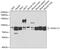 Nuclear Receptor Binding SET Domain Protein 3 antibody, GTX55733, GeneTex, Western Blot image 