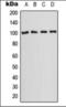 SLC22A2 antibody, orb376108, Biorbyt, Western Blot image 