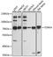 Tudor and KH domain-containing protein antibody, A10373, Boster Biological Technology, Western Blot image 