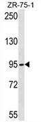 Tubulin Gamma Complex Associated Protein 2 antibody, AP54420PU-N, Origene, Western Blot image 