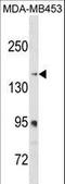 Ribosome Binding Protein 1 antibody, LS-C158899, Lifespan Biosciences, Western Blot image 