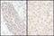 Forkhead Box O3 antibody, NB100-613, Novus Biologicals, Immunohistochemistry frozen image 