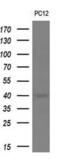 HSPA (Hsp70) Binding Protein 1 antibody, MA5-25643, Invitrogen Antibodies, Western Blot image 
