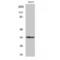 Uracil DNA Glycosylase antibody, LS-C386586, Lifespan Biosciences, Western Blot image 