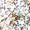 CAMP Responsive Element Binding Protein 1 antibody, GTX55056, GeneTex, Immunohistochemistry paraffin image 