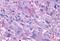 Glucagon Receptor antibody, NLS4257, Novus Biologicals, Immunohistochemistry paraffin image 