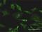 TXK Tyrosine Kinase antibody, H00007294-M01, Novus Biologicals, Immunofluorescence image 