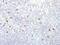 Immunoglobulin Heavy Constant Gamma 4 (G4m Marker) antibody, AE00117, Aeonian Biotech, Immunohistochemistry frozen image 