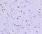Histone Deacetylase 2 antibody, NBP2-67451, Novus Biologicals, Immunohistochemistry paraffin image 